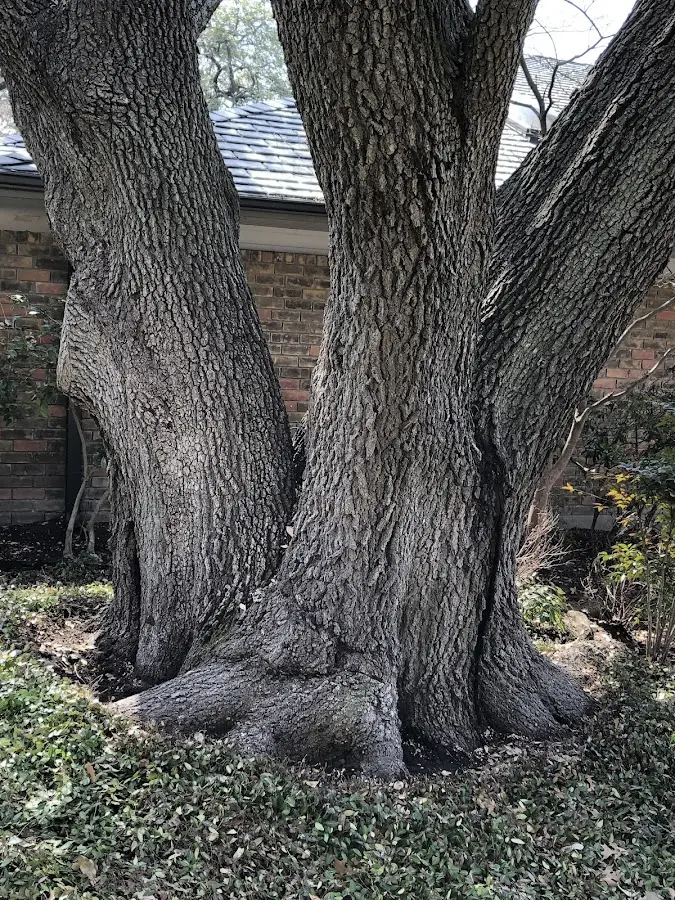 Mature heritage tree close to a Shepardsville property cared for by certified arborists